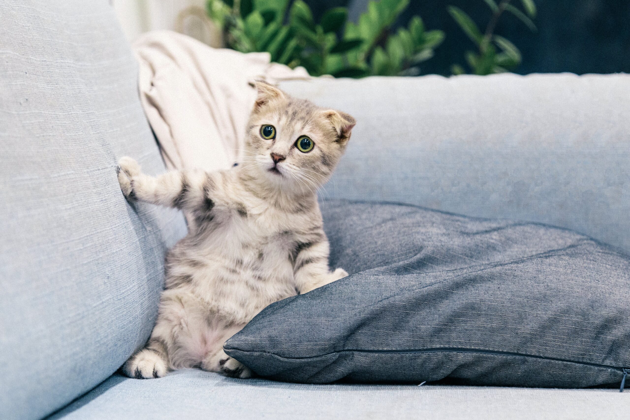 Grey-brown kitten with Scottish Fold-style ears standing semi-upright on a light blue sofa with an expression that, were it on a human, would be described as fearful.