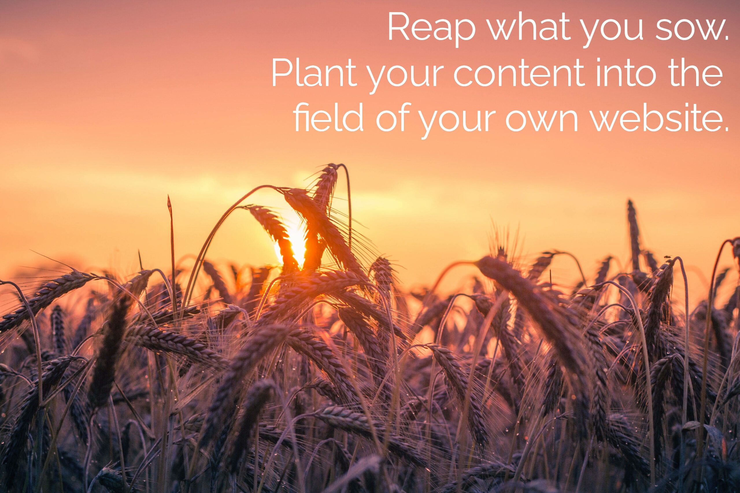A golden cornfield with setting sun, superimposed with "Reap what you wow. Plant your content into the field of your own website."