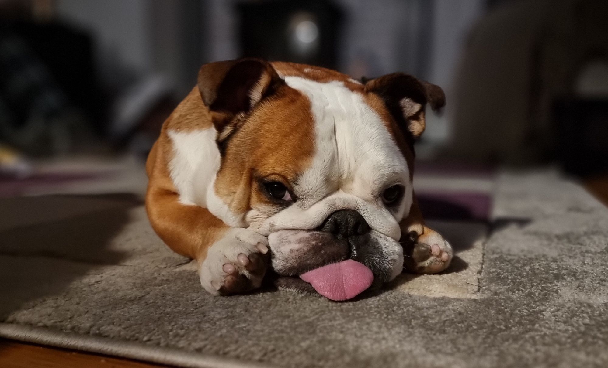 A white-and-brown bulldog lies flat, his tongue sticking out, on a rug.