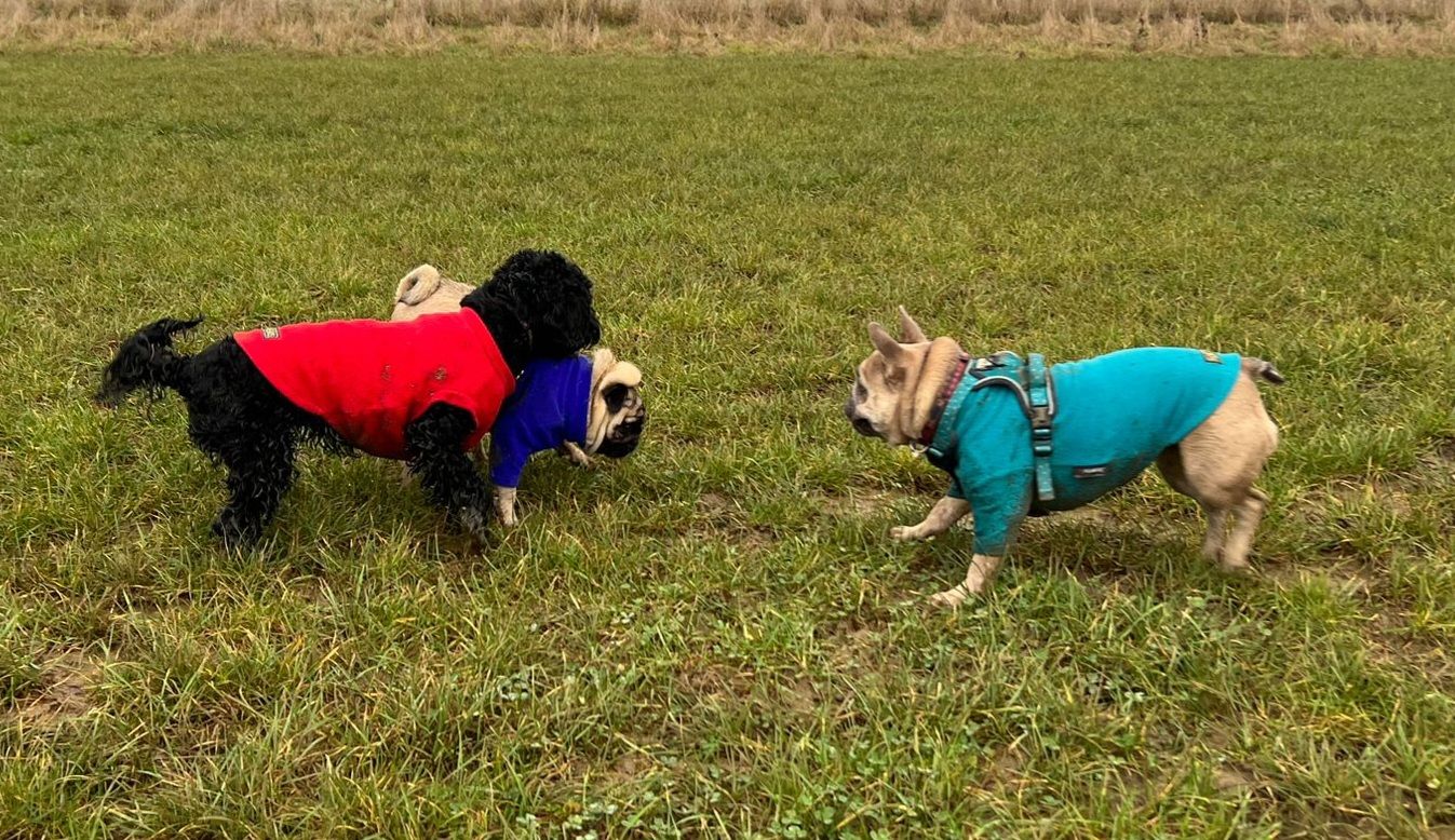 A trio of small dogs wearing warm jackets meet in a mowed grassy field. They appear excited to have recognised one another.