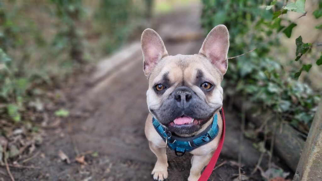 A French Bulldog stands on an ivy-covered muddy wooden footbridge, panting at the camera.