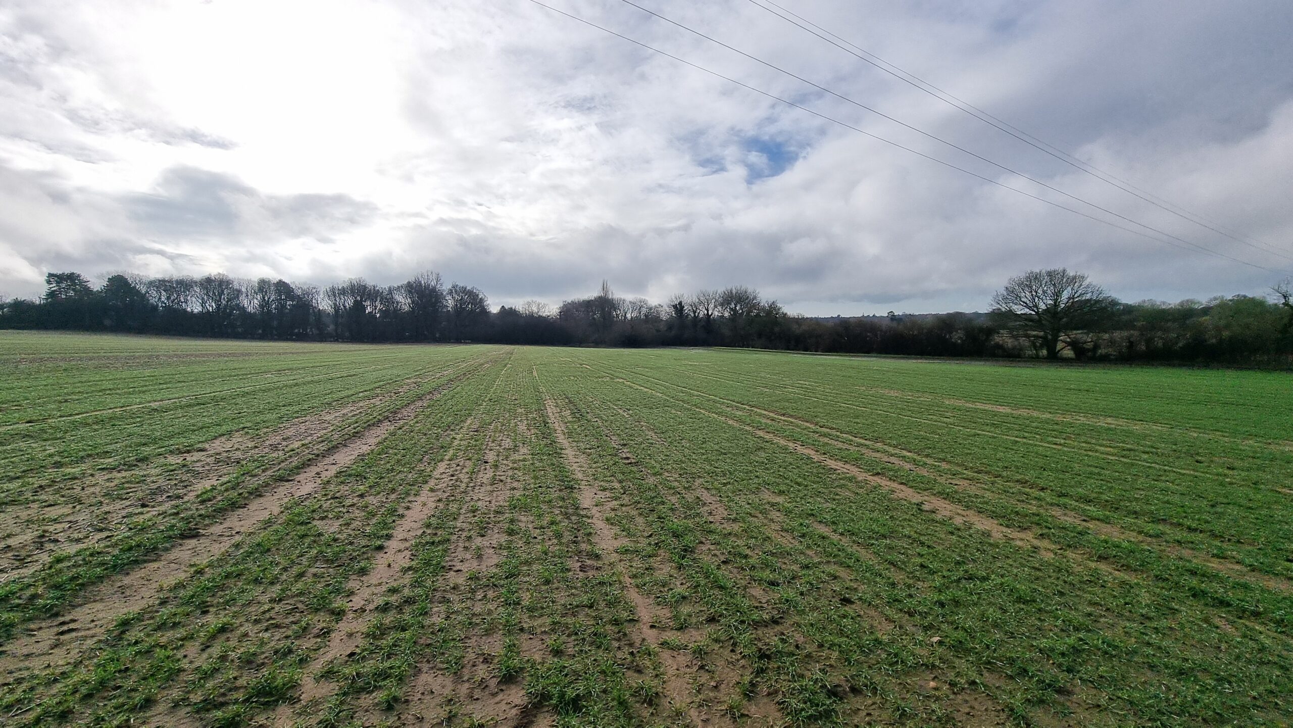 A field with furrows with a tree line in the distance.