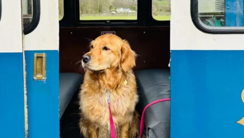 Post: Canine commuters chase dog travel season tickets
