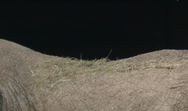 Concave back of an African Elephant.