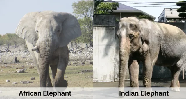 An African Elephant and an Indian Elephant, with the different head & ear shape clearly visible.