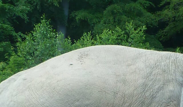 Convex back of an Indian Elephant.