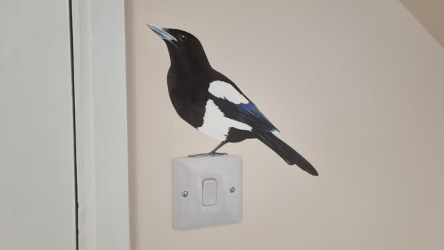 Magpie decal 'perched' on a light switch.