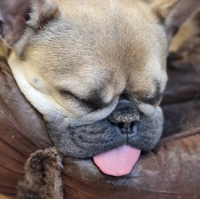 Sleeping champagne-coloured French Bulldog, her tongue laying out on the cushion of her bed.