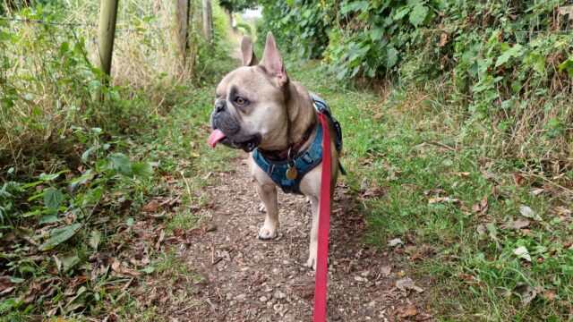 French Bulldog, outdoors, on a lead, her tongue sticking out.