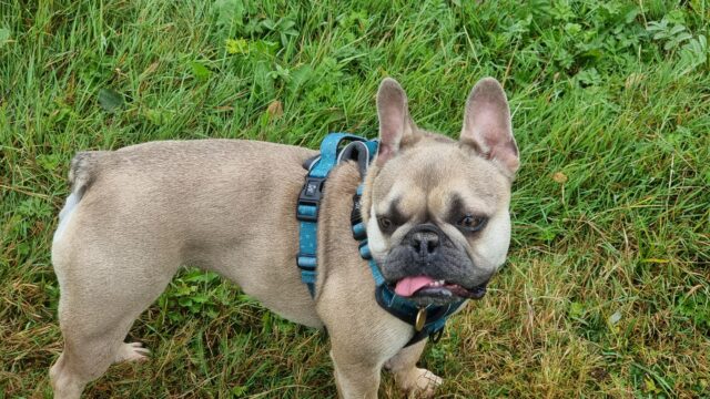 A French Bulldog, her tongue slightly out, stares into the distance across a grassy field.