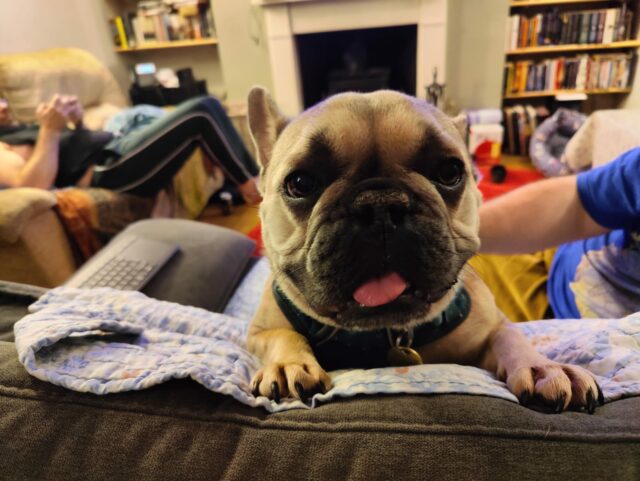 A happy-looking French Bulldog peeps over the back of the sofa on which she stands, her tongue slightly out.