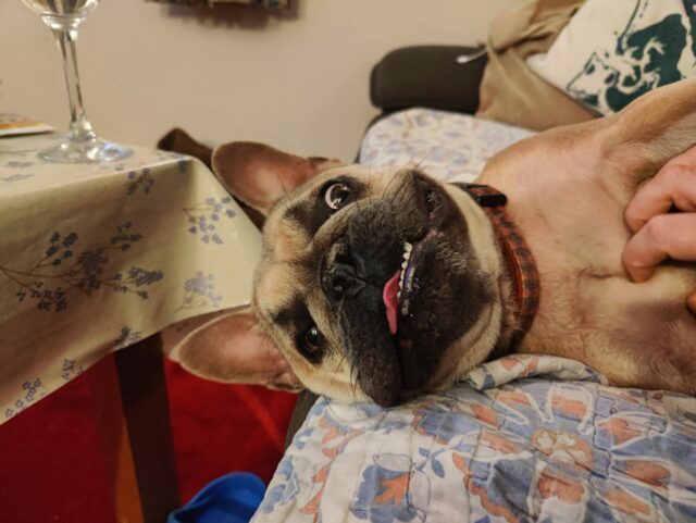 A French Bulldog lying on her side on a sofa, her tongue slightly out, enjoying a tummy scritch.