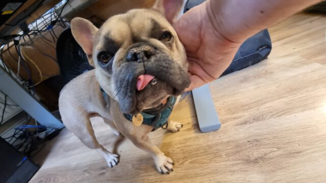 A French Bulldog, her tongue sticking out and folded over itself by her underbite, stands under a desk while a hand pets her neck.