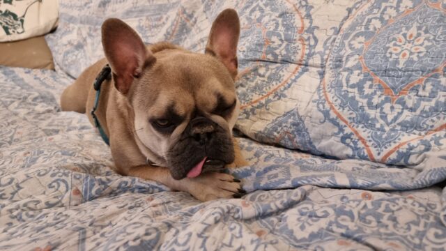 A sleepy-looking French Bulldog lies on a throw, her tongue out the side of her mouth.