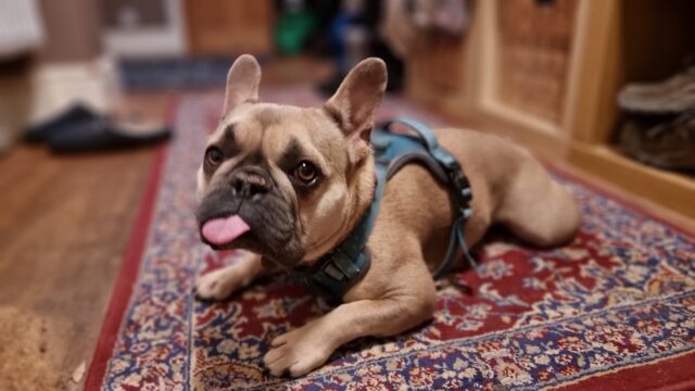 A French Bulldog wearing a harness lies on a rug in a hallway. Her tongue is sticking out.