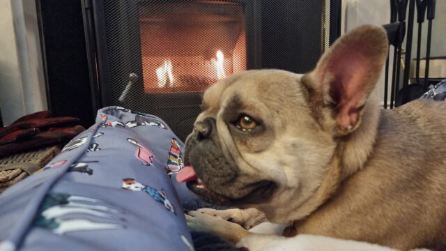 A French Bulldog lies on a soft bed in front of a lit fireplace. Her tongue sticks out from her contented face.