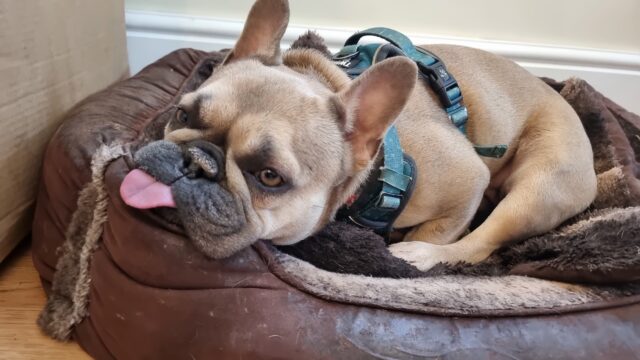 A French Bulldog in a dog bed, her legs tucked beneath her, her face on the rim of the cushion, her tongue almost-entirely out.