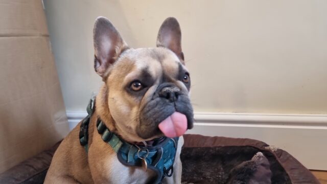 A French Bulldog sits in a corner, looking alert, with her tongue sticking out.