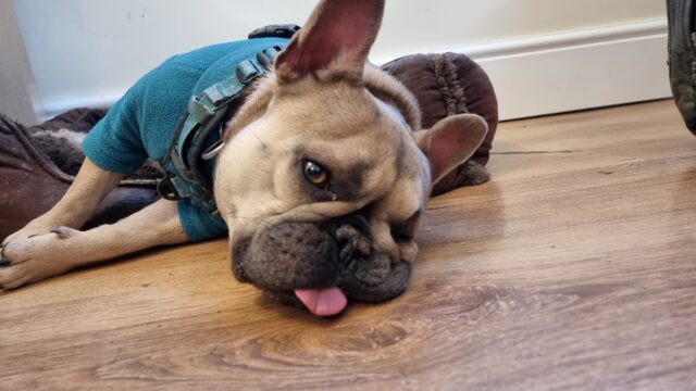 A French Bulldog lies on her side, half-in and half-out of a basket, her face resting on its side on the floor with her tongue sticking out.