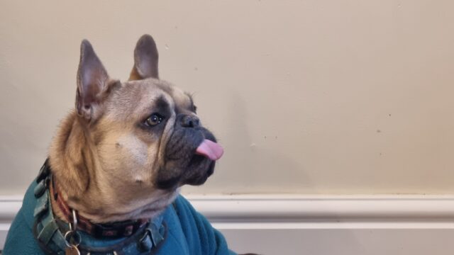 A French Bulldog, sitting upright, at the left of the frame, facing up and right, with her tongue sticking out.