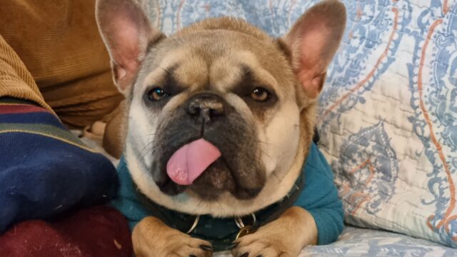 French Bulldog with her tongue sticking out.