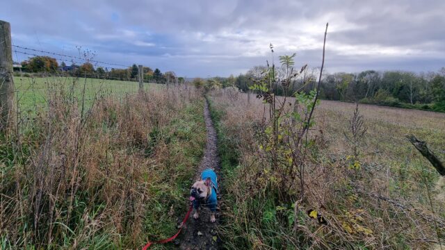 A French Bulldog stands derpily on a muddy footpath between fields, under blue-grey skies.