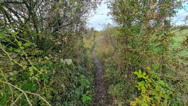 A footpath vanishes between fields, flanked by wild bushes.