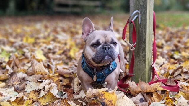 A champagne-coloured French Bulldog stands patiently alongside a post to which her lead is tied. With her short stature she's about knee-deep in Autumn leaf litter.