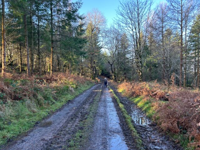 Dan walks ahead on a wide, muddy forest trail.