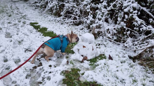 A champagne-coloured French Bulldog wearing a teal jumper leans hard to sniff at (while avoiding getting too close to) a small snowman about the same size as her, on a footpath mostly covered with snow (except for a patch from which the snowman's materials were clearly extracted).