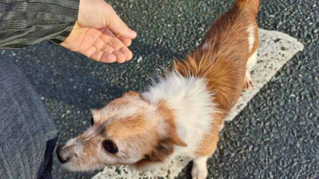 Random dog we met along the way.