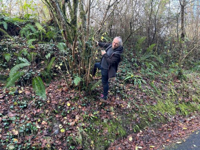 Dan, part-way up the embankment of the side of a (former) railway cutting, hangs on to a tree with one hand while he hunts for a geocache with the other.