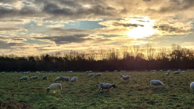 Warm colours break through scattered clouds from a winter sunrise over sheep grazing in a scrubby pasture.