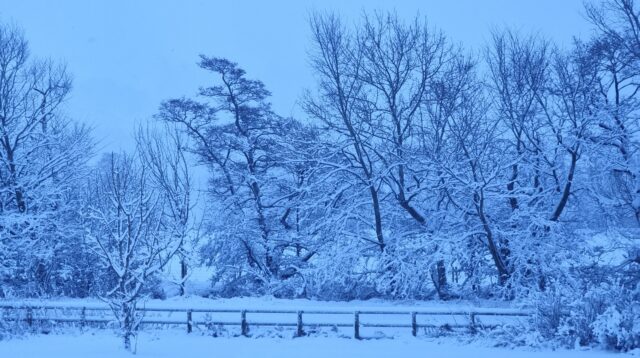 Snow- covered meadow, uh a fence running through it, with snowy winter woods beyond.