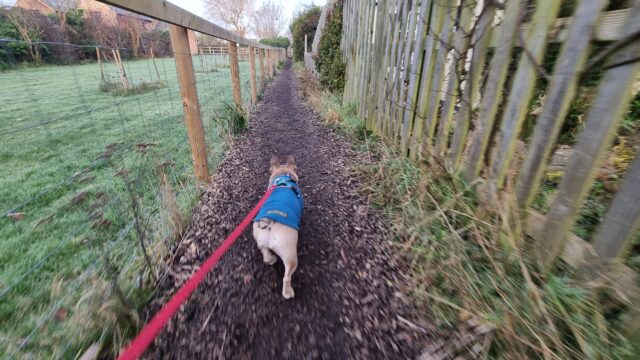 A French Bulldog wearing a teal jumper pulls away at her red lead as she walks down a dirt path between gardens. Freezing fog hangs in the air up ahead.