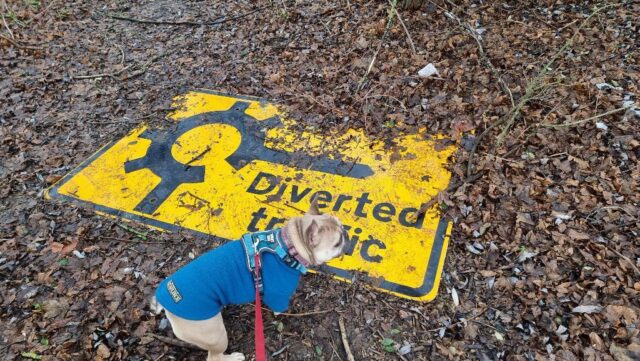 A French Bulldog in a teal jumper stands near a diverted traffic sign, half-buried in leaf litter.