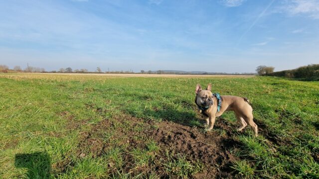 A French Bulldog in a harness but no lead stands in front of a empty field, under bright blue skies with sparse clouds. Bare wintery trees can be seen in the background, bathed in warm yellow light.