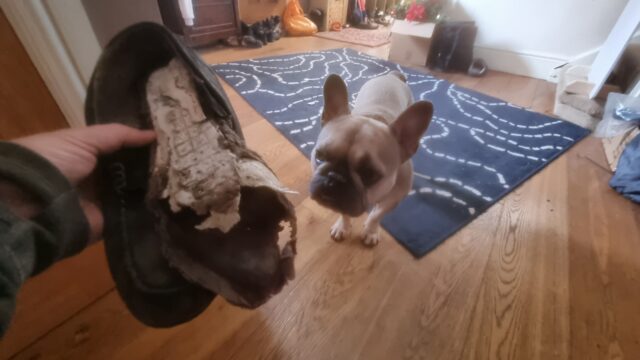 A partially-shredded slipper is held in a hand, in front of a French Bulldog, on the wooden floors of the hallway of a house.