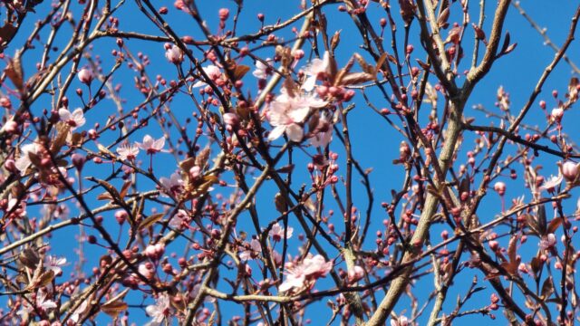 Barely-opened cherry blossom buds against a vibrant blue sky.