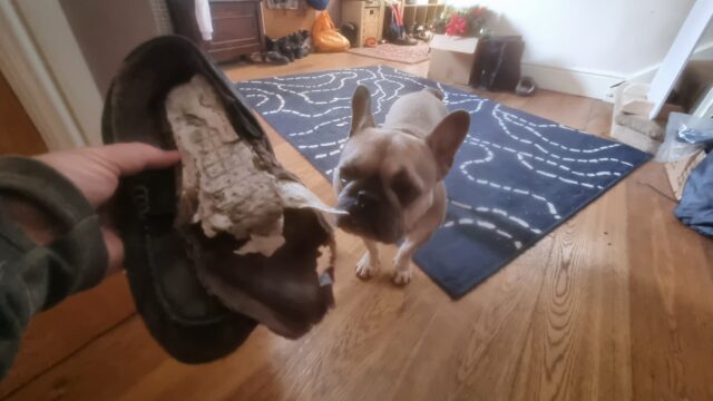 A French Bulldog looks-on guiltily at a hand holding the remains of a pair of slippers that have been thoroughly shredded.