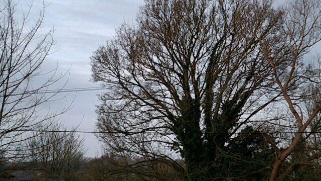 Early springtime view of bare trees over green-brown fields under a sky dappled with clouds.