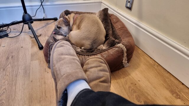 A pair of brown slippers, being worn, in front of a French bulldog asleep in her basket, her tongue sticking out.