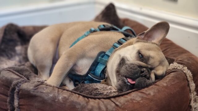 A sleepy-looking French Bulldog, wearing a harness, lying on her side in a dog basket with her eyes mostly-closed and her tongue mostly-in-her-mouth.