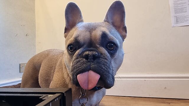 A champagne-coloured French Bulldog stands in a room, next to a a black PC case. She's staring into the middle-distance, and her tongue is at full blep.