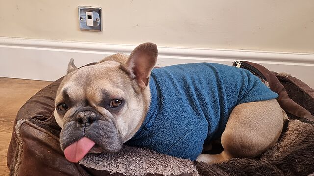A French Bulldog wearing a teal jumper lies in a brown fuzzy dog basket, her legs tucked neatly beneath her body. One ear is sticking up and the other tucked back, and her tongue is sticking out in a full blep.