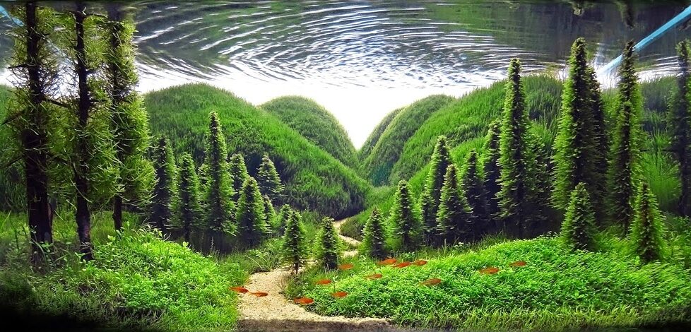 Confusing view from beneath the surface of a fish tank