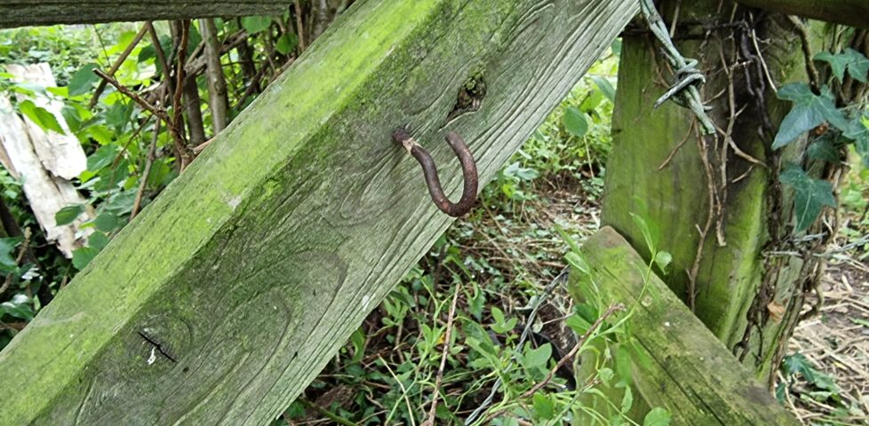 Empty hook where the geocache used to hang.