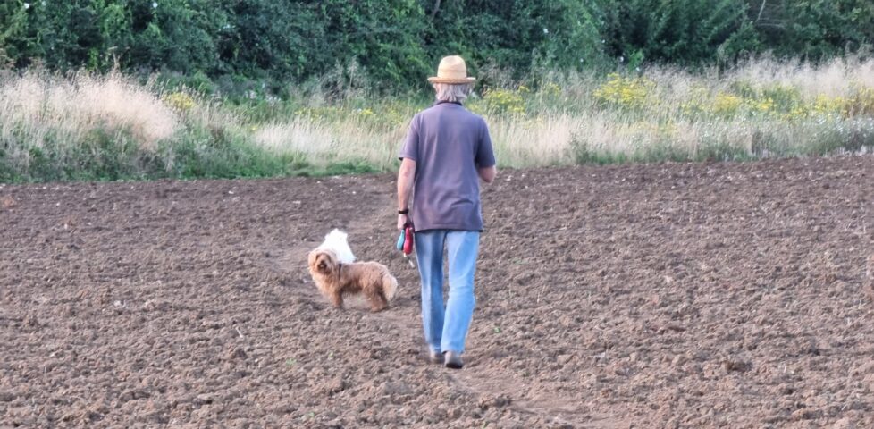 Dog walker in a recently turned-over field.