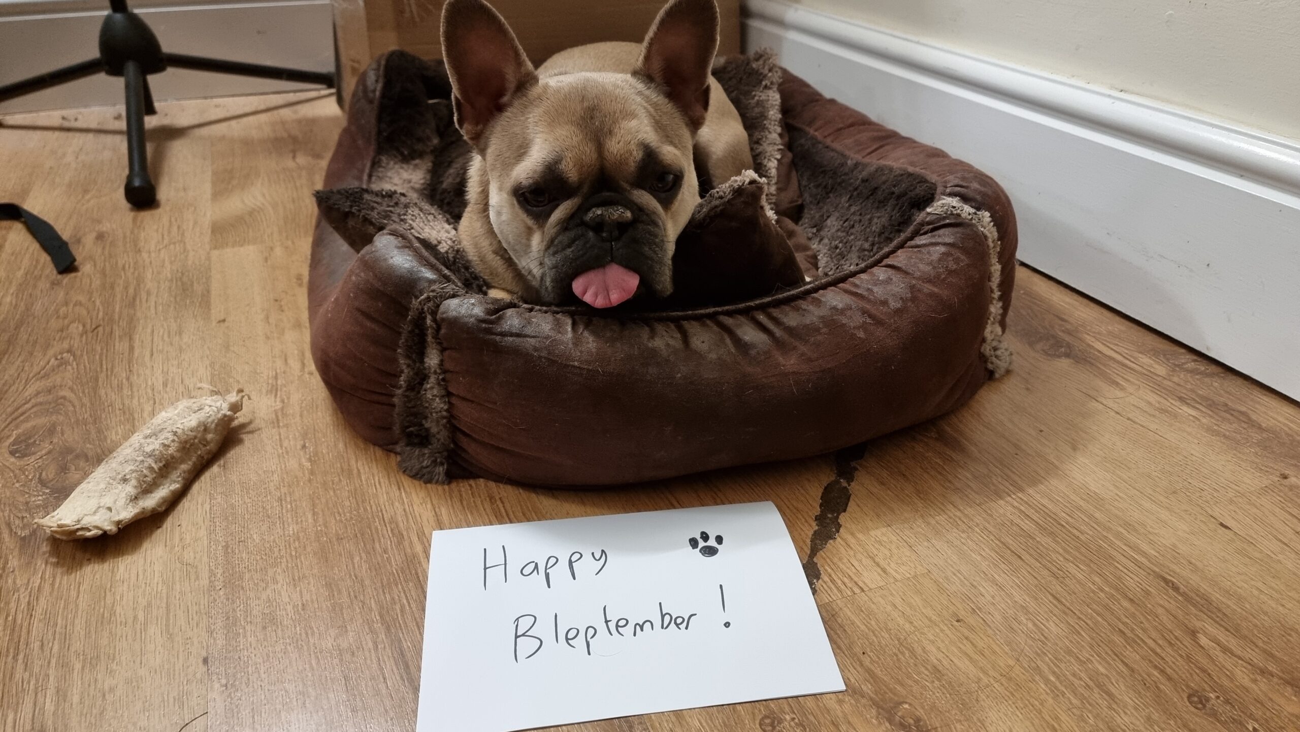 Full image of Behind a handwritten sign with the words 'Happy Bleptember!' and a pawprint, a French Bulldog lies in a soft basket with her tongue stuck out.