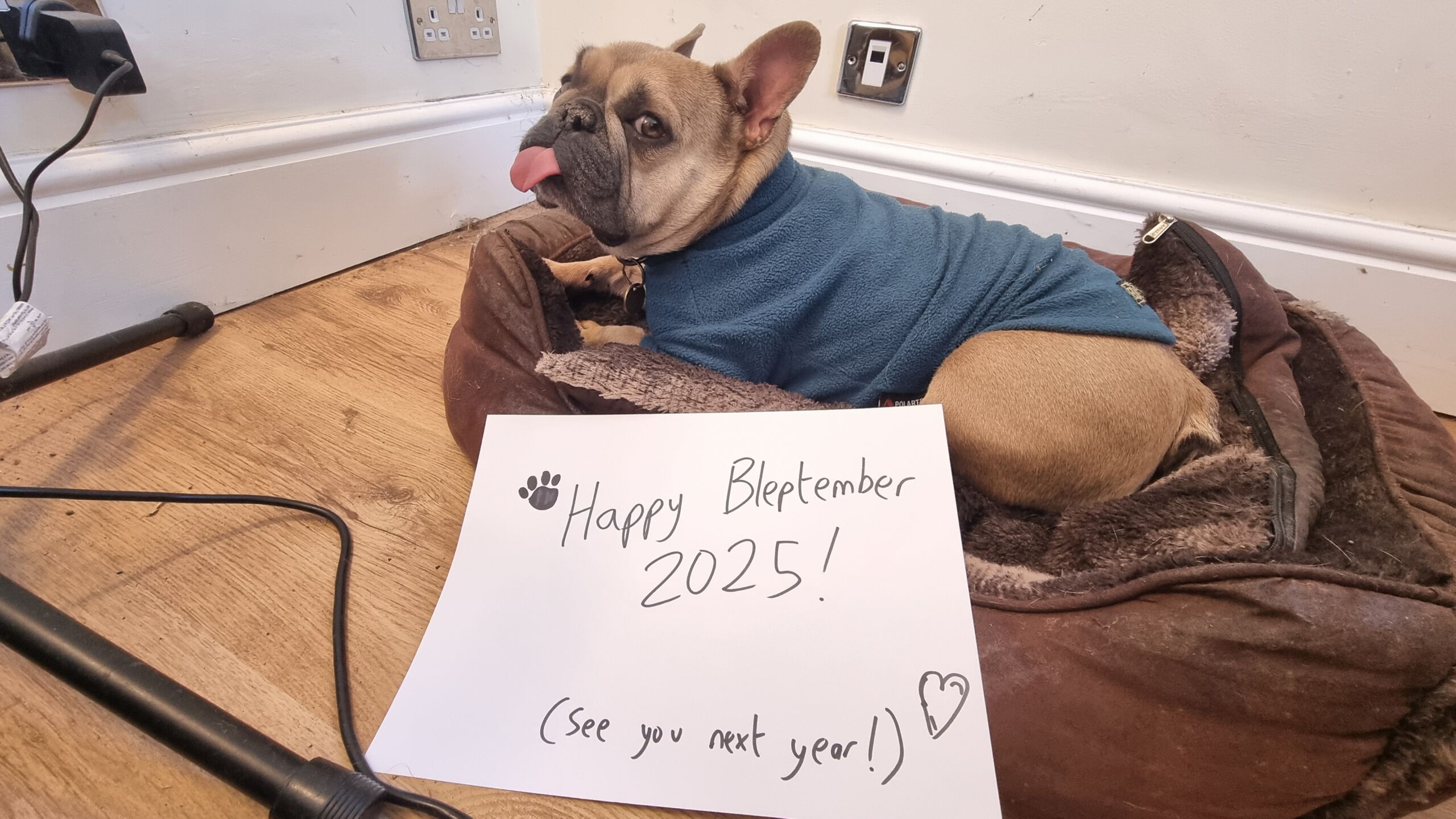 Full image of A champagne-coloured French Bulldog in a teal jumper lies in a soft brown dog bed in the corner of an office. She looks over her shoulder at the photographer, her tongue sticking pretty-much entirely out in a long blep. In front of her, a handwritten sign is marked with a pawprint and a heart and the words 'Happy Bleptember 2025! See you next year!'
